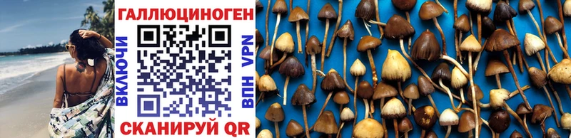 Купить где  Пыталово  Галлюциногенные грибы Psilocybe 
